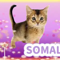 【 ソマリ 】美しさと可愛らしさの競演！視線を釘付けにする美麗なにゃんこが登場！