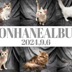 【 ホンハネアルバム 】9/6板マルワン本羽田店の猫ちゃんをかっこよく撮影してみた！