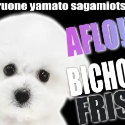 【 ビションフリーゼ 】愛嬌MAXの純白美少女！抜け毛が少ないアフロ犬の魅力！