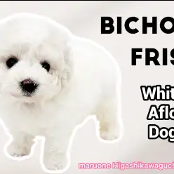 【 ビションフリーゼ 】出会いの瞬間から心奪われる!小さな天使の魅力とは?