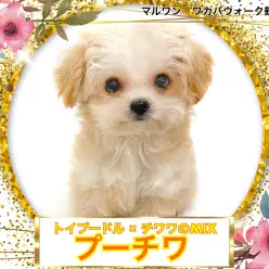 【 MIX 】『飼いやすい犬種常連父親』と『世界最小犬種の母親』を持つ人気MIX