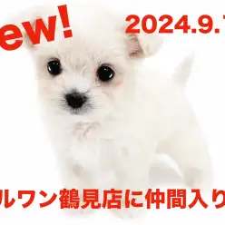 【 MIX 】新たに仲間入り！チワワとマルチーズのMIXチワマルの女の子！！