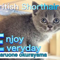 【 ブリティッシュショートヘア 】はじめまして！鼻ちゅうトレーニングでご挨拶！！