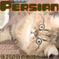 【ペルシャ】生後250日を迎えたかわいい王様に胸キュンが止まらない!