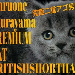 【 ブリテッシュショートヘア 】二重あご・丸顔・ウイスカーパッドのブルーキャット！