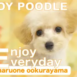 【 トイプードル 】爆毛のアプリコットちゃんをカットしたら、やっぱり可愛すぎた！