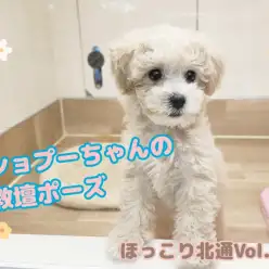 【  ほっこり北通Vol.109 】北戸田恒例教壇ポーズのビショプーちゃん