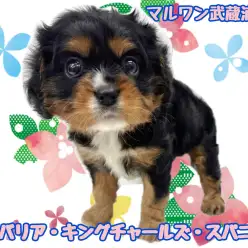 【 キャバリア 】超希少なブラック&タンカラーの男の子が埼玉に登場！！