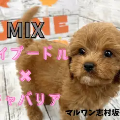 【 MIX 】お父さんはトイプードル、お母さんはキャバリアの珍しいMIX犬登場！