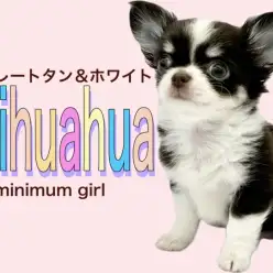 【 チワワ 】濃すぎて伝わらない！ビターブラックなチョコタン&ホワイトの女の子