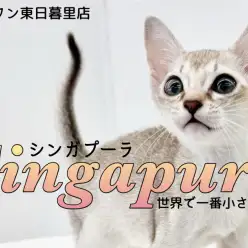 【 シンガプーラ 】アグレッシブに甘えたい！素直可愛い小さな妖精見参！