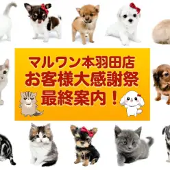 【 感謝祭ラストスパート 】マルワン本羽田店のタレント軍団わんにゃんを一挙に紹介！