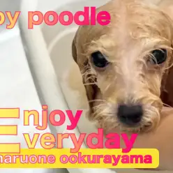 【 トイプードル 】爆毛のアプリコットちゃんを洗ったら、やっぱり凄かった！！