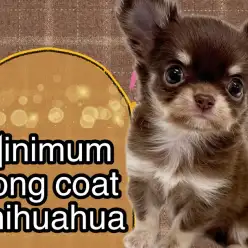 【 ロングコートチワワ 】可愛いが大渋滞!ミニマムサイズの天使が降臨