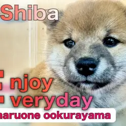 【 赤柴 】はじめまして！環境慣れ抜群のムチコロボディの可愛い女の子です！