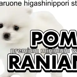 【 ポメラニアン 】待望のプレミアム白ポメ登場！！生活における注意点もご紹介