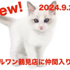 【 ラグドール 】新たに仲間入り！サファイアブルーの瞳が可愛い男の子！！