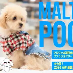 【 激カワ MIX 】カットもワクチンも終わってアメカジ女子に変身したマルプー！