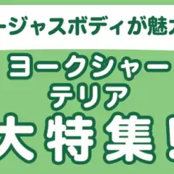 【 ヨークシャーテリア特集 】9/19現在在店中のヨーキーちゃん！最新動画付き！
