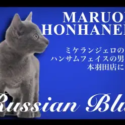 【 ロシアンブルー 】横顔はまるでミケランジェロ！ハンサムニャンコが本羽田店に登場！