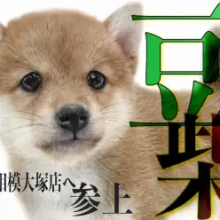 【 豆柴 】情熱の赤を身に纏った最小クラスのサイズをもつ小柄な日本犬！