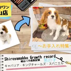 【 キャバリア 】城山っ子成長報告！2024年9月26日〜お手入れ特集〜