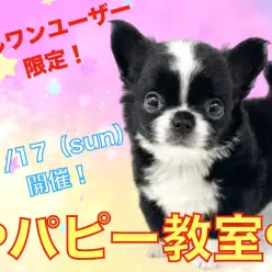 【 パピー教室 】マルワン横浜元町店11月のパピー教室開催のお知らせ