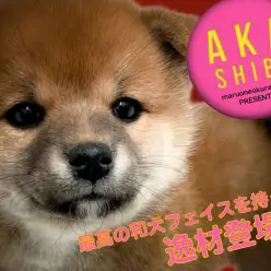 【 赤柴 】丸顔・どすこい・穏やかな最高の和犬フェイスの逸材！
