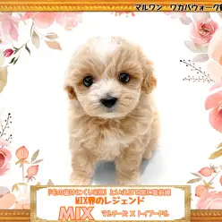 【 MIX 】毛の抜けにくいMIXといえばこの子！アプリコットのマルプー