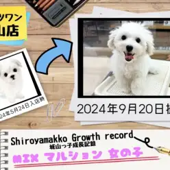 【 MIX 】マルションの城山っ子成長報告！2024年9月20日