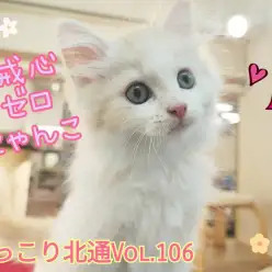 【 ほっこり北通Vol.106 】へそ天ゴロン！甘えん坊なノルくん登場！