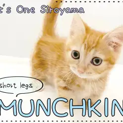 【 マンチカン 】 とっても甘えん坊な男の子!人気の短足君がやってきました!