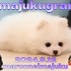 【 イマジュクグラム 】目ヂカラ最強の小さめポメラニアン！純白の男の子が登場！