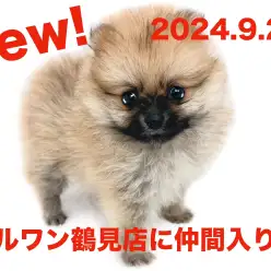 【 ポメラニアン 】新たに仲間入り！オレンジ色の女の子！！