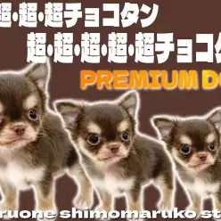 【 チワワ 】チョコレート色とアップルヘッドが美しいプロが頷くプレミアムな男の子