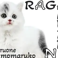 【 ラガマフィン 】個性的な模様がチャームポイント！温和で優しい性格に癒されます