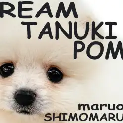 【 ポメラニアン 】白系のクリーム色！たぬきポメ、あざらしポメの男の子が可愛い！