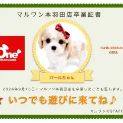 【 卒業記念 】パールちゃん卒業おめでとう！今までの感謝を込めて〜卒業ブログ〜