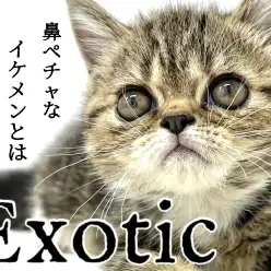 【 エキゾチック 】鼻ぺちゃなイケメンとは僕のことです！