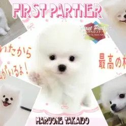 【 ファーストパートナー 】マルワン高井戸店スタッフ、シノハラの相棒物語！