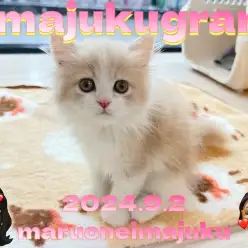 【 イマジュクグラム 】カメオホワイトが美しいおっとり系のサイベリアン登場!