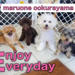 【 モフof5 】トイプードルちゃん・ヨーキーちゃん先輩の輪に仲間入り！