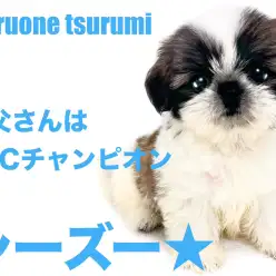 【 シーズー 】お父さんはJKCチャンピオンの男の子！！