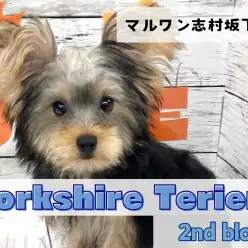 【 ヨークシャーテリア 】超甘えん坊な性格は健在！生後5ヶ月を迎えたヨーキーくん