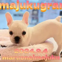 【 イマジュクグラム 】クリームカラーのフレンチブルドッグの女の子が仲間入り！