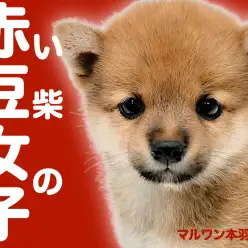 【 豆柴 】生後60日で体重1kg未満の赤毛の女の子がマルワン本羽田店に登場！