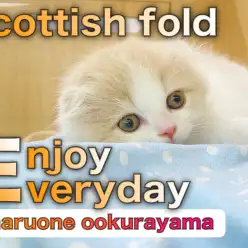 【 スコティッシュフォールド 】寝姿から分かる！リラックスしていく姿にキュン！