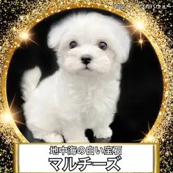 【 マルチーズ 】小さくて真っ白な地中海の宝物マルチーズ