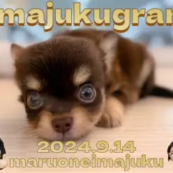 【 イマジュクグラム 】目ヂカラ最強！チョコタンカラーの小さめチワワが聖地に登場