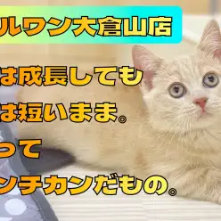 【 マンチカン 】丸顔猫好き必見の愛らしい二重あごが出現した短足にゃんこ！
